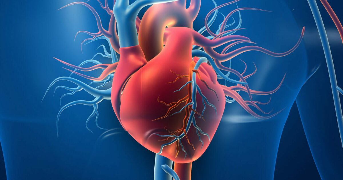 Project preview: cardiovascular disease prediction